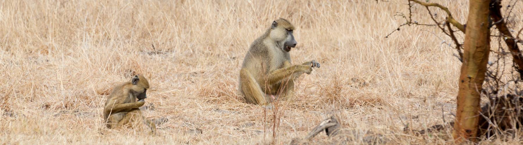 Nyerere National Park 