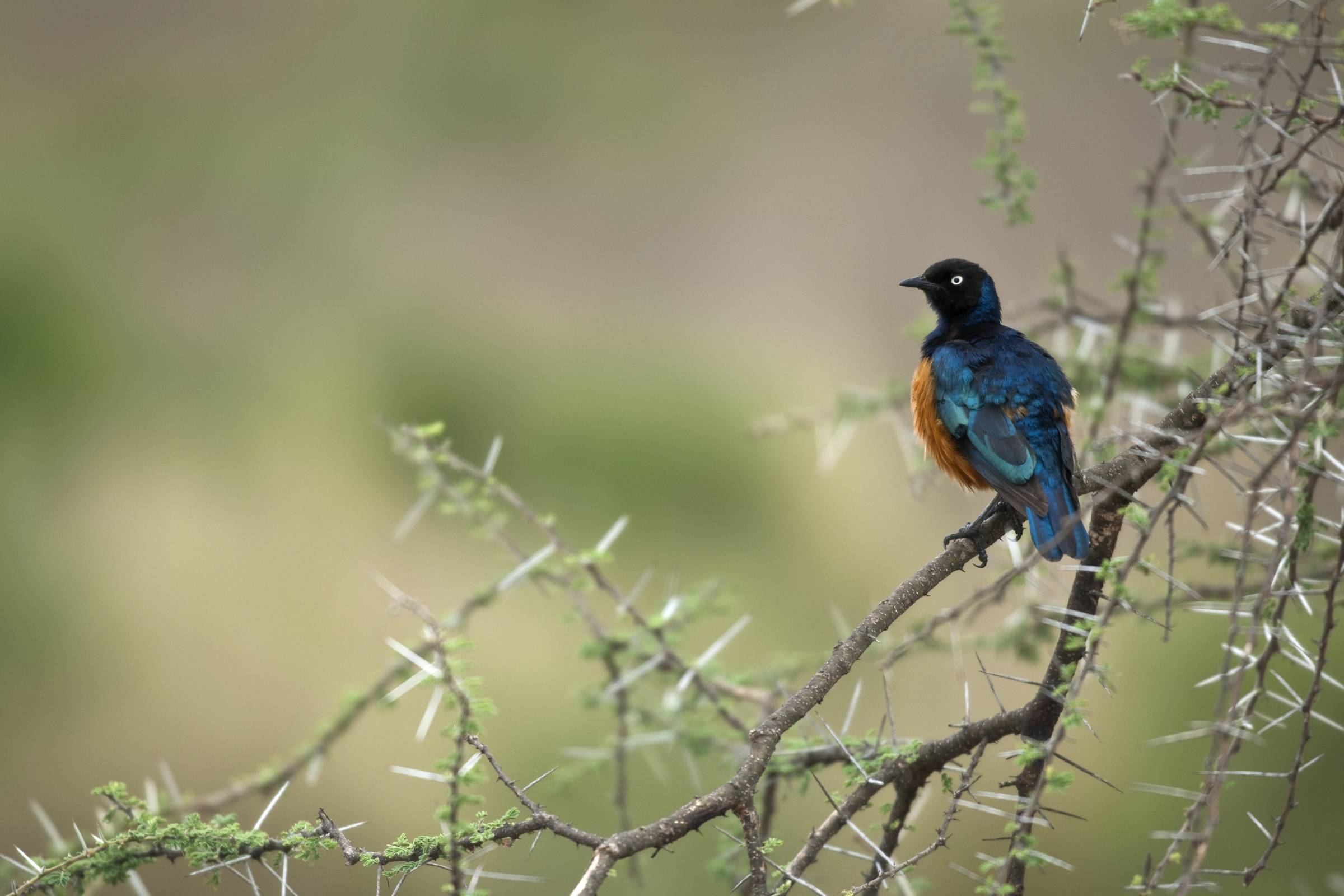 Bird watching_Trek Tanzania Safaris