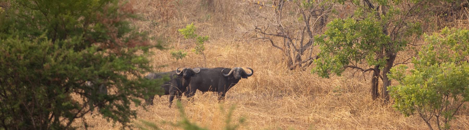 Katavi National Park