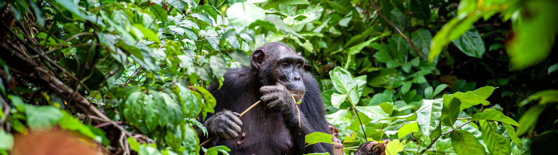 Chimpanzee Trekking in Tanzania