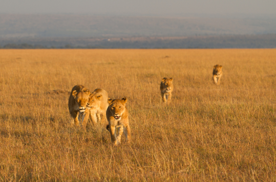 Tanzania safaris 2