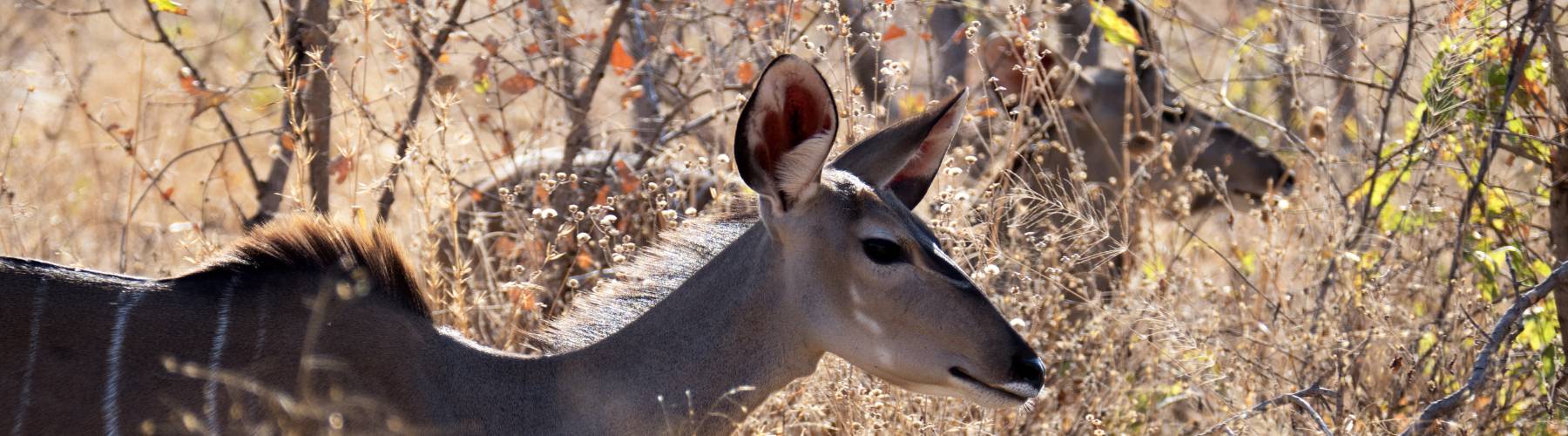 Ruaha National Park