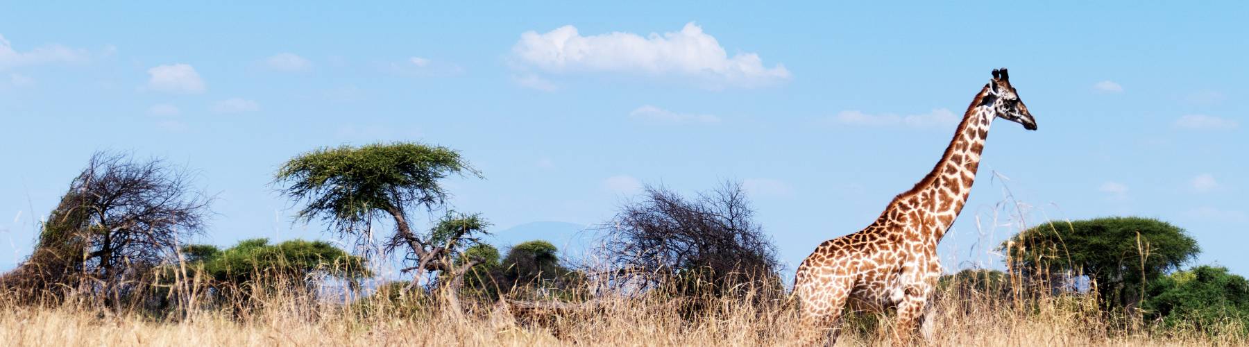 Ruaha National Park Tanzania