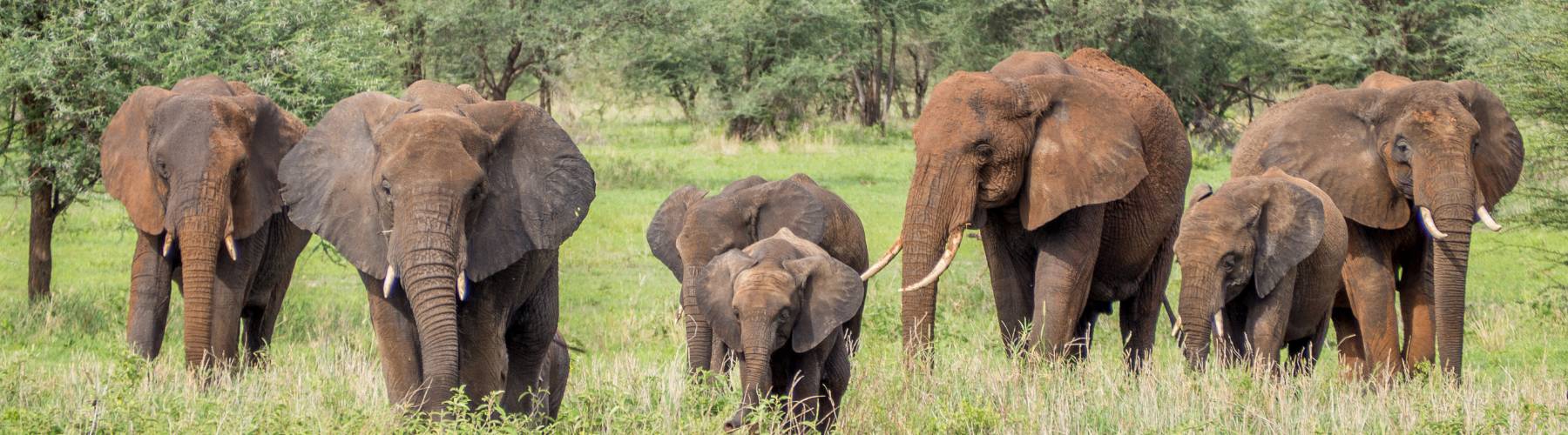 Tarangire National Park