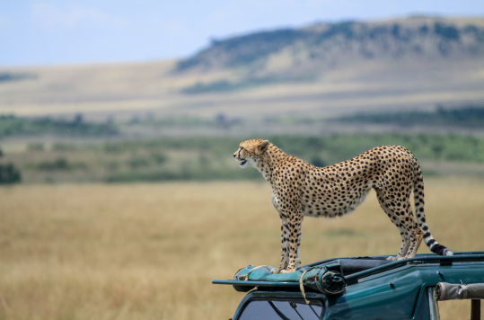 Tanzania safaris