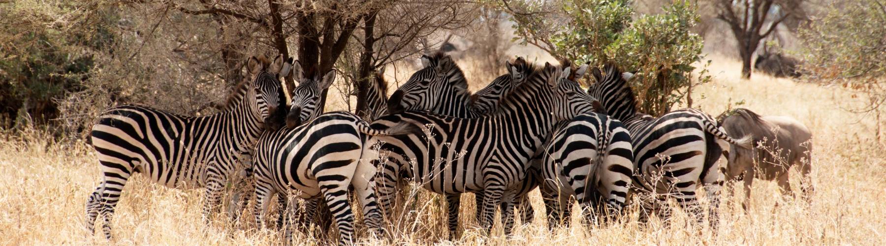 Tarangire National Park 1