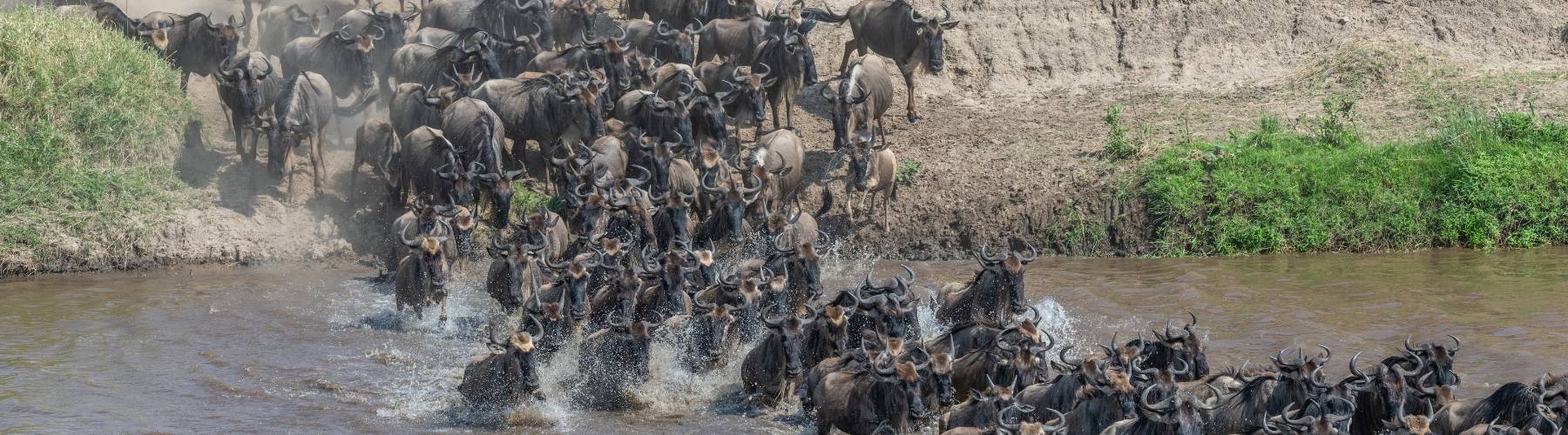 Great Migration Safaris