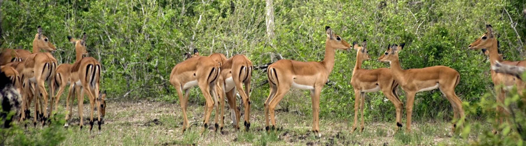 Nyerere National Park 2