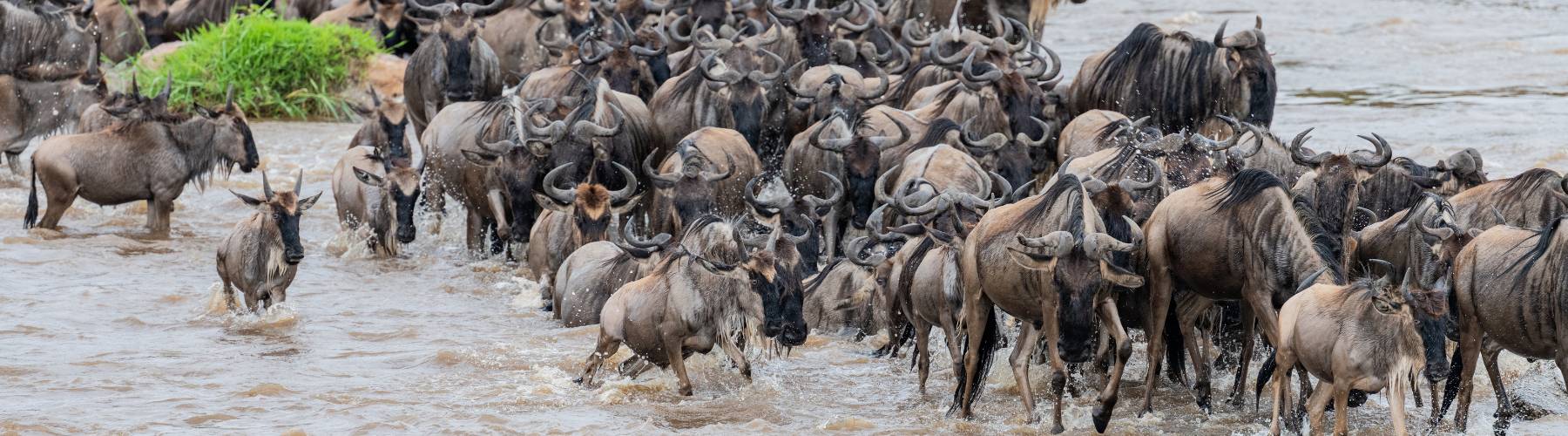 Great Migration Safaris 2