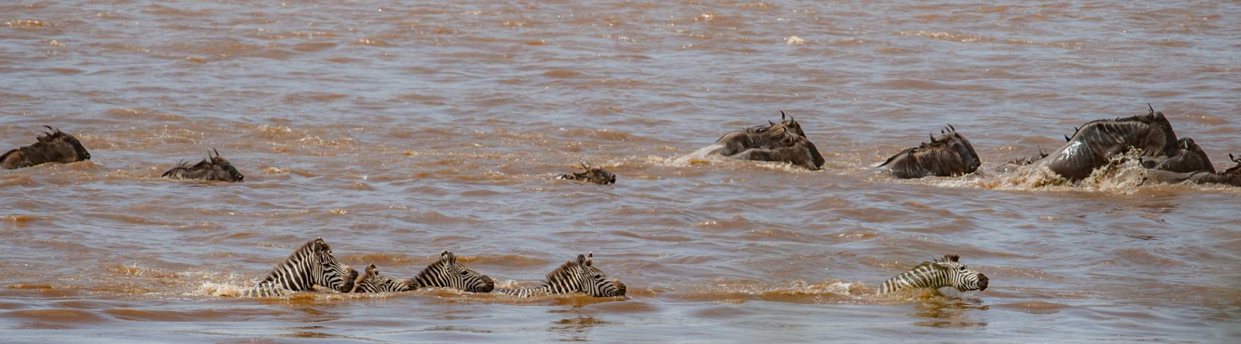 Great Migration Safaris River Crossing