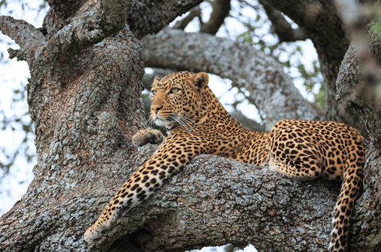 Big Five Safaris_Big cat safari