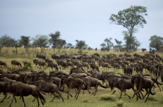 Migration Safaris