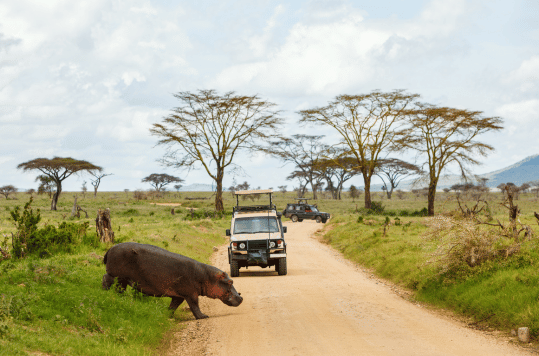 Tanzania Budget Safaris_Lake manyara, serengeti and ngorongoro