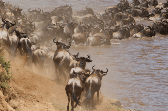 Migration safari tanzania_Tanzania Fly-in Safaris