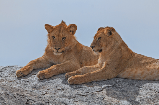 Romantic northern circuit safari_Big Five Safaris, Tanzania Honeymoon Safaris