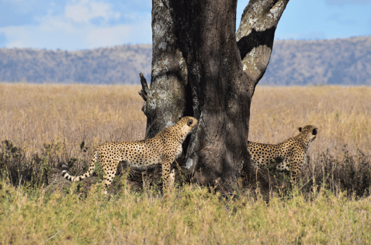 Tanzania Group Safaris_Serengeti National Park