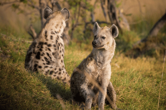 Serengeti & Ngorongoro Honeymoon_Tanzania Honeymoon Safaris, migration safaris