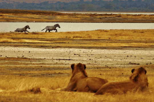 Tanzania Budget Safaris_Serengeti and ngorongoro safari