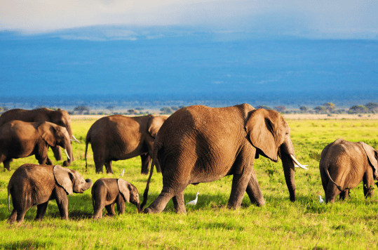 Big Five Safaris_Walking safari and ngorongoro