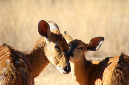 Tanzania Safaris Experience