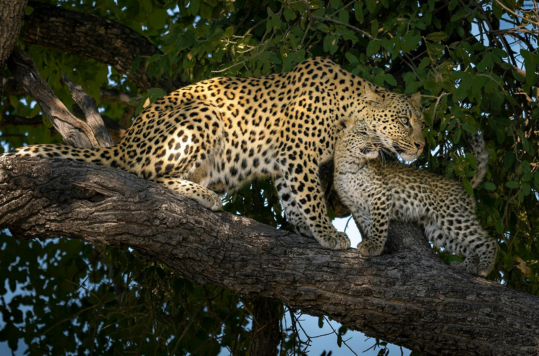 Leopard with her cub on top of the tree.