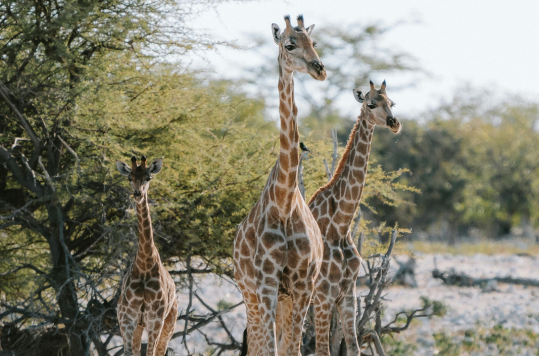 Focused Family Safaris in Tanzania