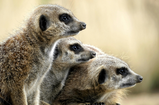 Tanzania Family Safaris