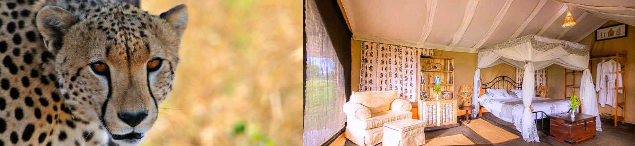 Tanzania-bush-camps-9-Day-Great-Migration-Luxury-Adventure