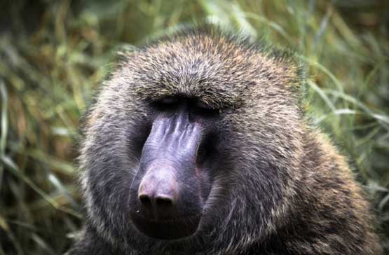 5-Day Mid-Range Family Safari_Baboon-in-Serengeti-National-Park