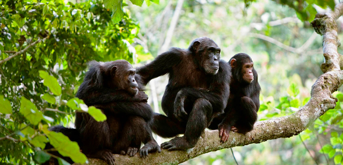 Gombe-Stream-National-Park