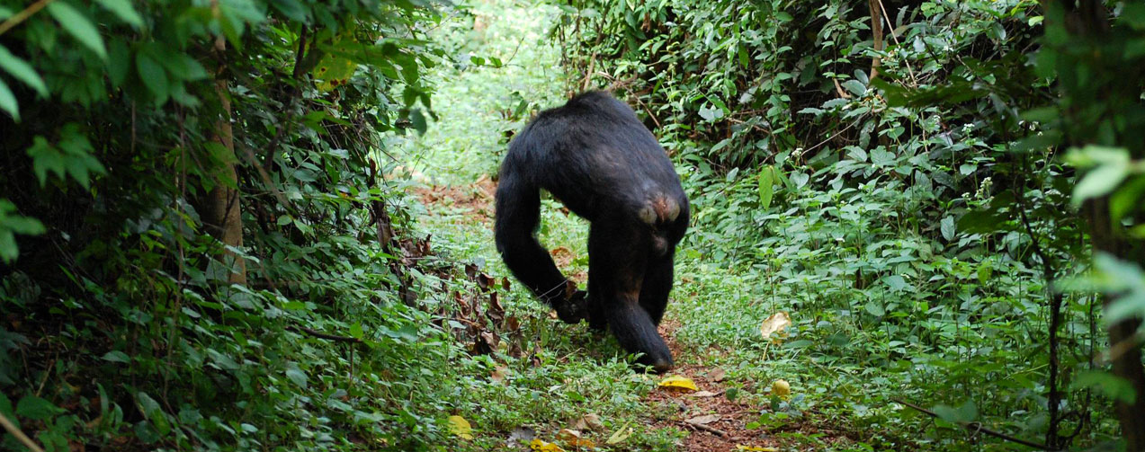 Gombe-national-park