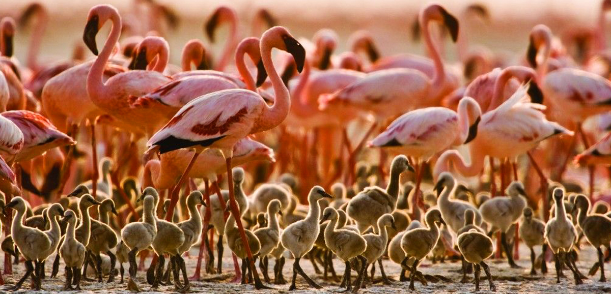 10 Unique Tourist Attractions in Tanzania-Lake-Natron