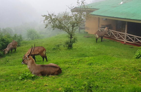 Ngorongoro-Rhino-Lodge