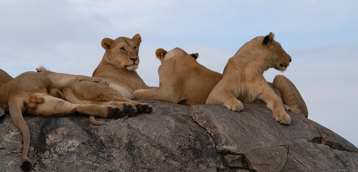 Serengeti’s-Kopjes