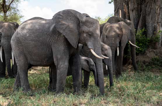 5-Day Mid-Range Family Safari_Tarangire-National-Park_Herd-of-elephants