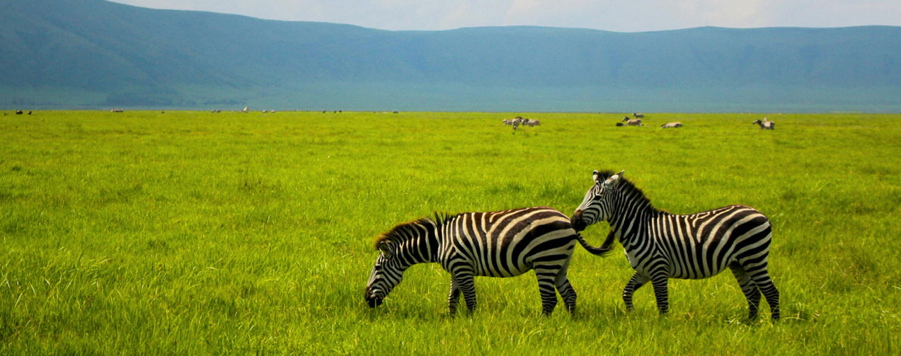 Zebras-in-Ngorongoro-Crater