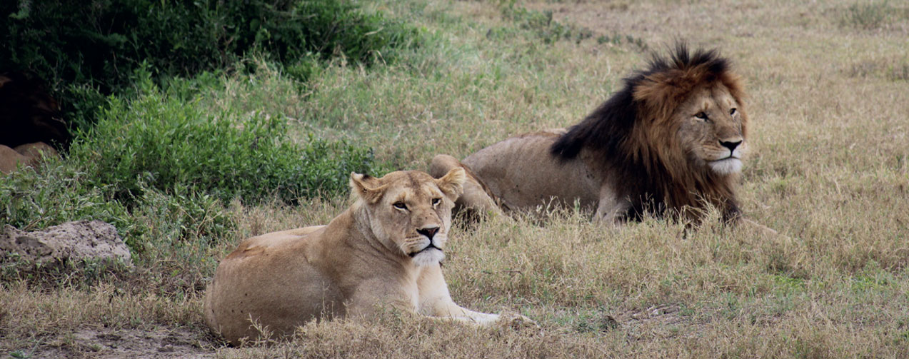 Male-lion-and-lioness-mating-season-in-serengeti