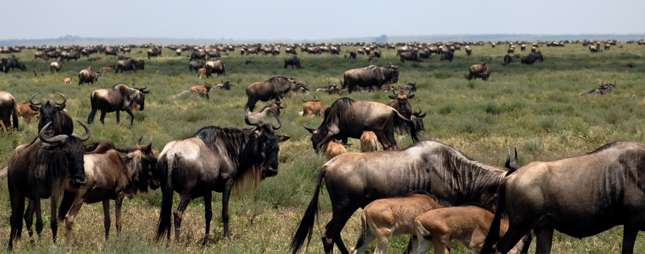 wildebeest-migration-tanzania