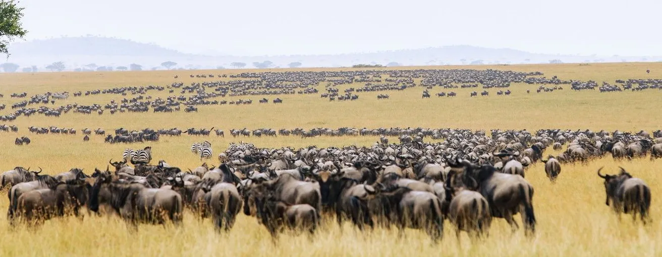 Great Migration Tanzania luxury safari