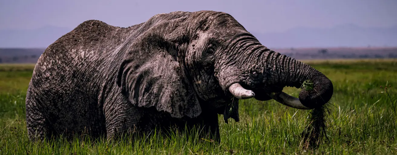 Luxury safari in Serengeti National Park Tanzania