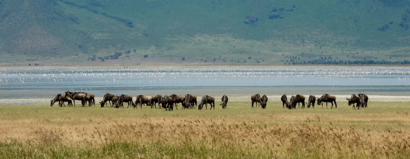 Ngorongoro Crater safari view with wildlife Tanzania