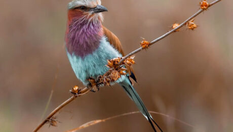 Bird-watching-Tanzania-Safaris