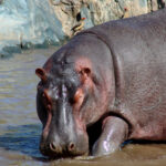 Hippo-in-Ngorongoro-Tanzania