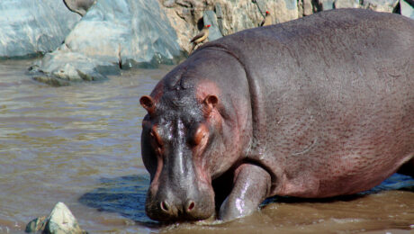 Hippo-in-Ngorongoro-Tanzania
