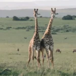 safari-experience-in-tanzania