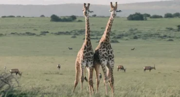 safari-experience-in-tanzania safari-experience-in-tanzania