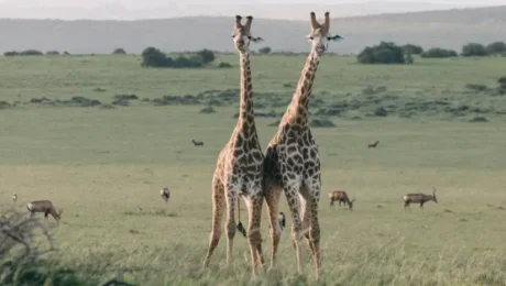 safari-experience-in-tanzania