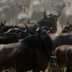 wildebeest-migration-tanzania-safaris