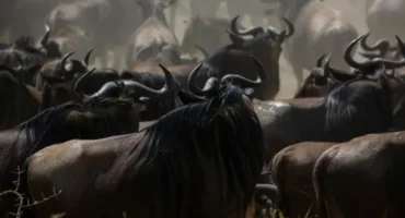 wildebeest-migration-tanzania-safaris