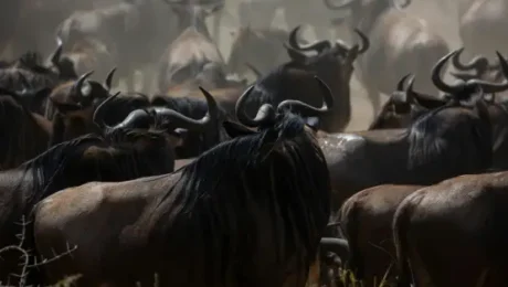 wildebeest-migration-tanzania-safaris wildebeest-migration-tanzania-safaris